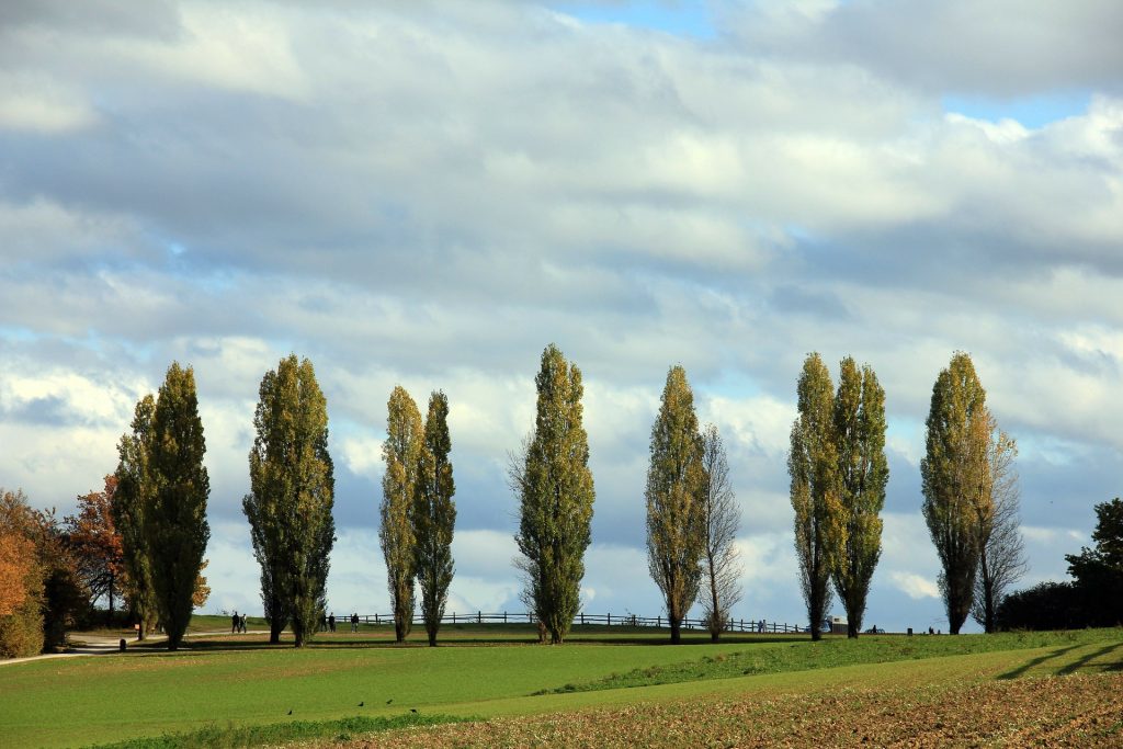 Poplar Tree, Poplar Trees For Sale Ireland Hedging.ie