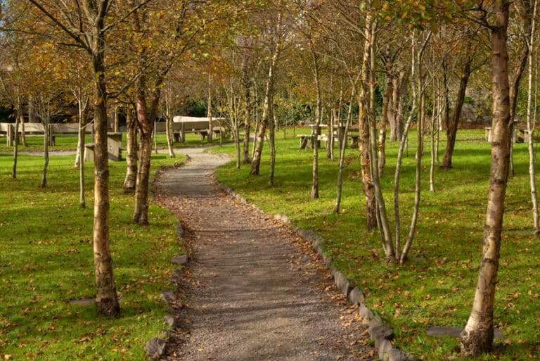 What Are The Best Trees to Grow in Ireland Hedging.ie