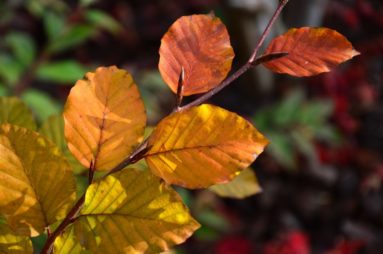 close up of Autumn tree leaves