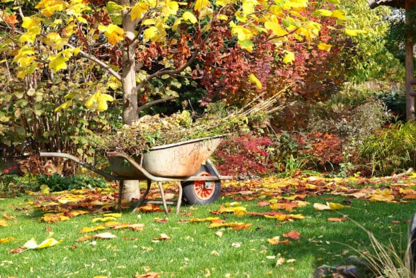 wheelborrow with leaves