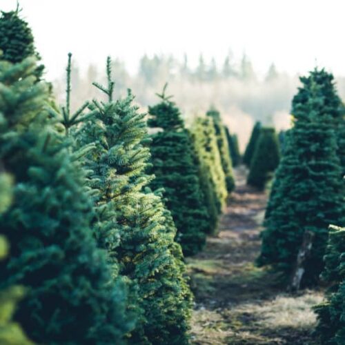Christmas Trees