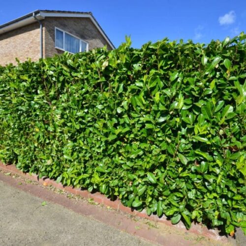 Mature Hedges