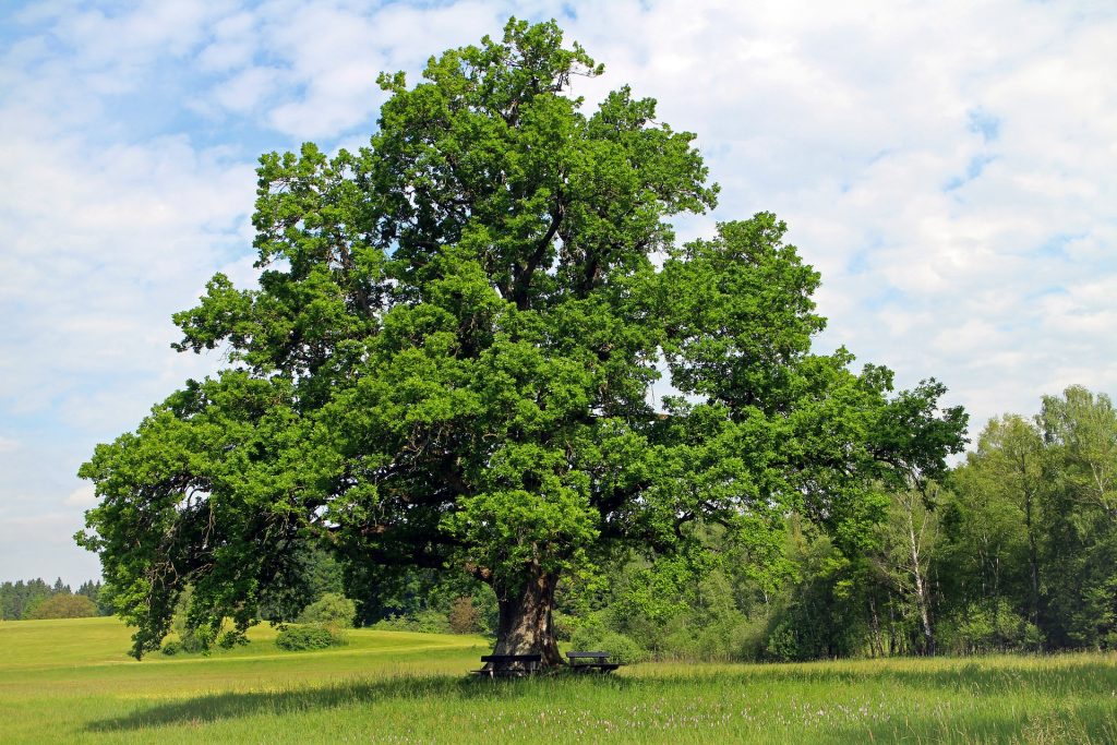 oak-tree-2-1024×683 Oak Trees