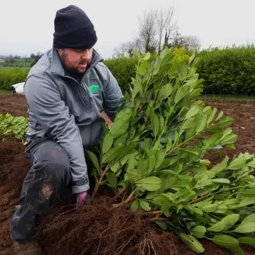 Bare root cherry laurel hedging plants, 2-3ft, ready to plant
