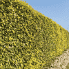green beech hedge