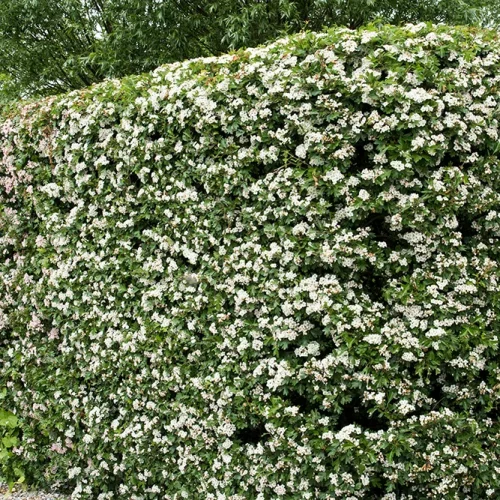 Whitethorn Hedges (Crataegus Monogyna)