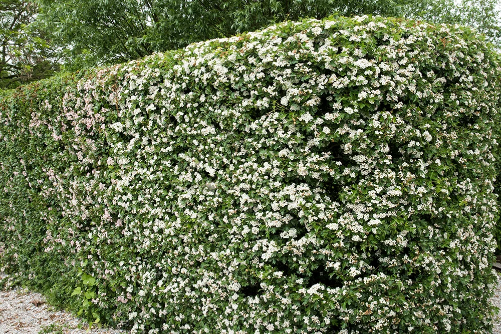 Whitethorn Hedges (Crataegus Monogyna)