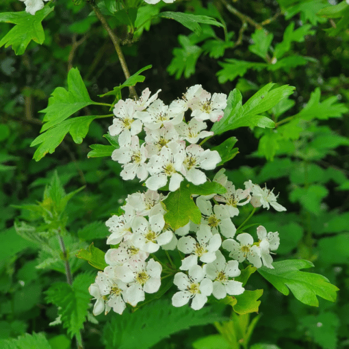 whitethorn hedging 2