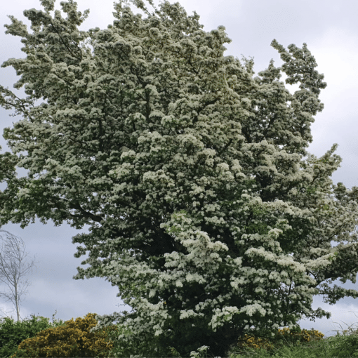 whitethorn hedging