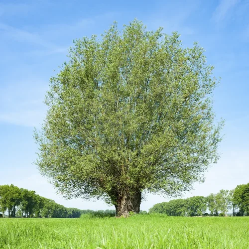 Willow (Salix)