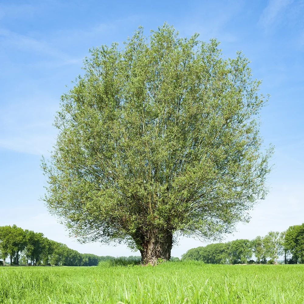 Willow (Salix)
