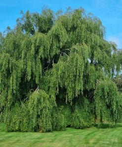 weeping - willow -tree