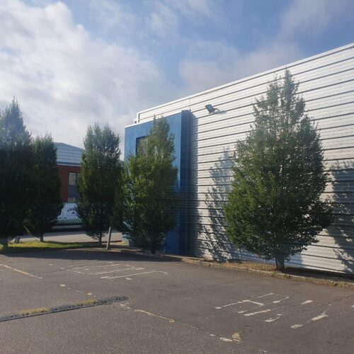 upright-hornbeam-tree