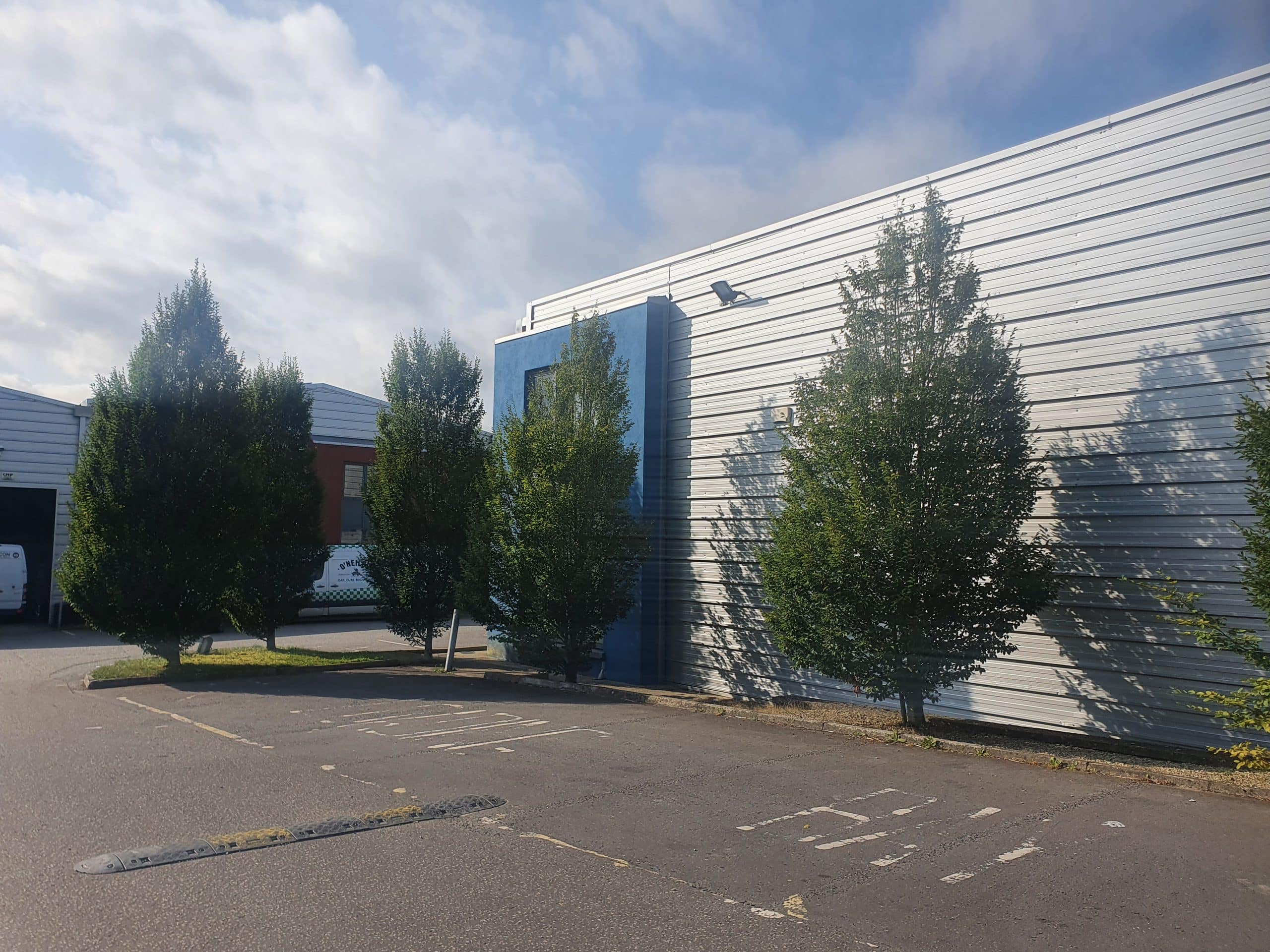 upright-hornbeam-tree