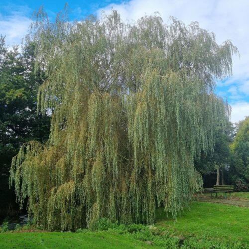 weeping willow tree - 1