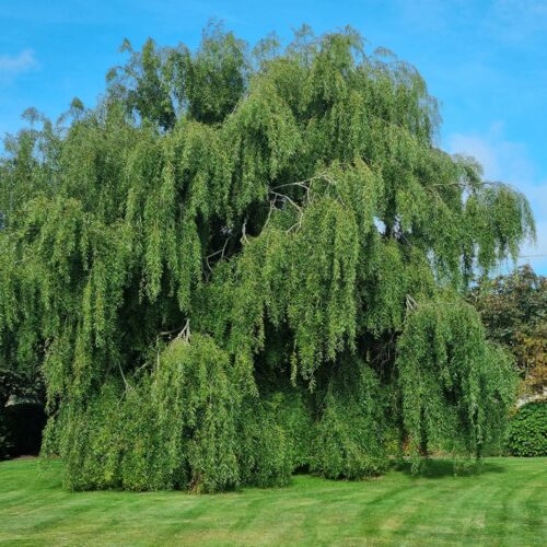 weeping - willow -tree