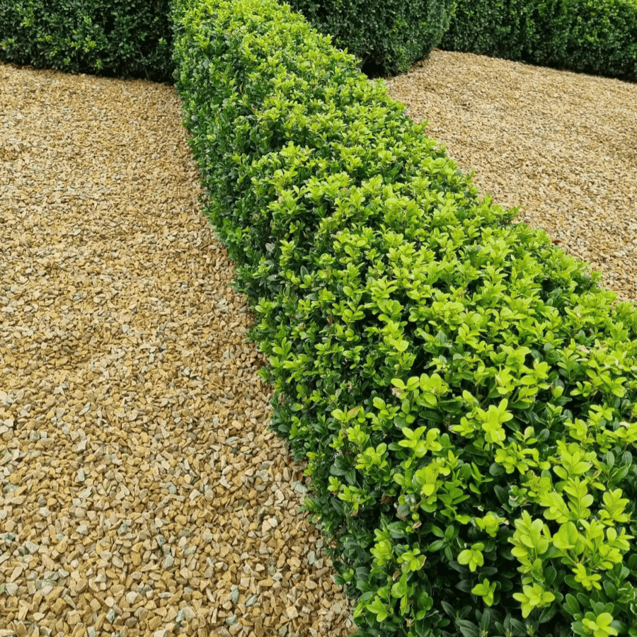 box hedging 1