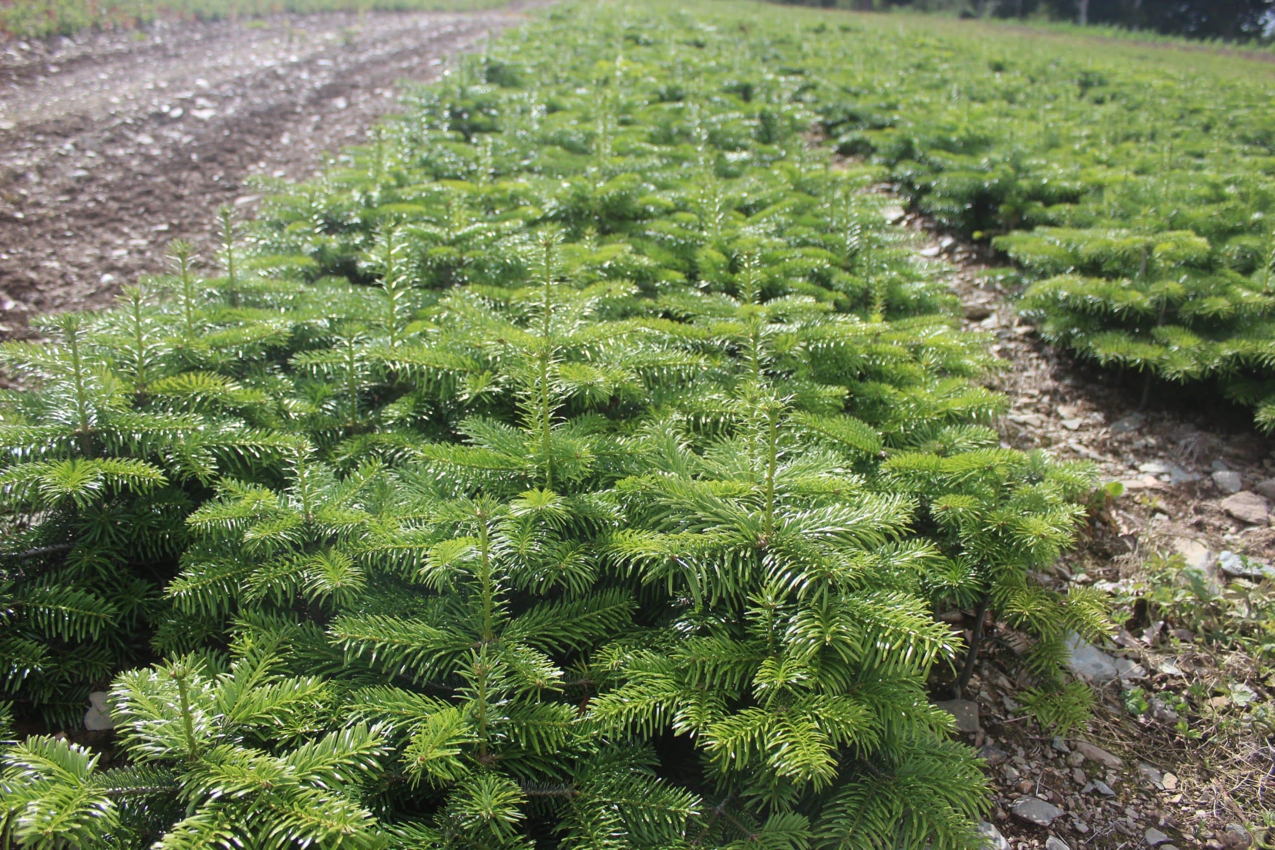 noble fir