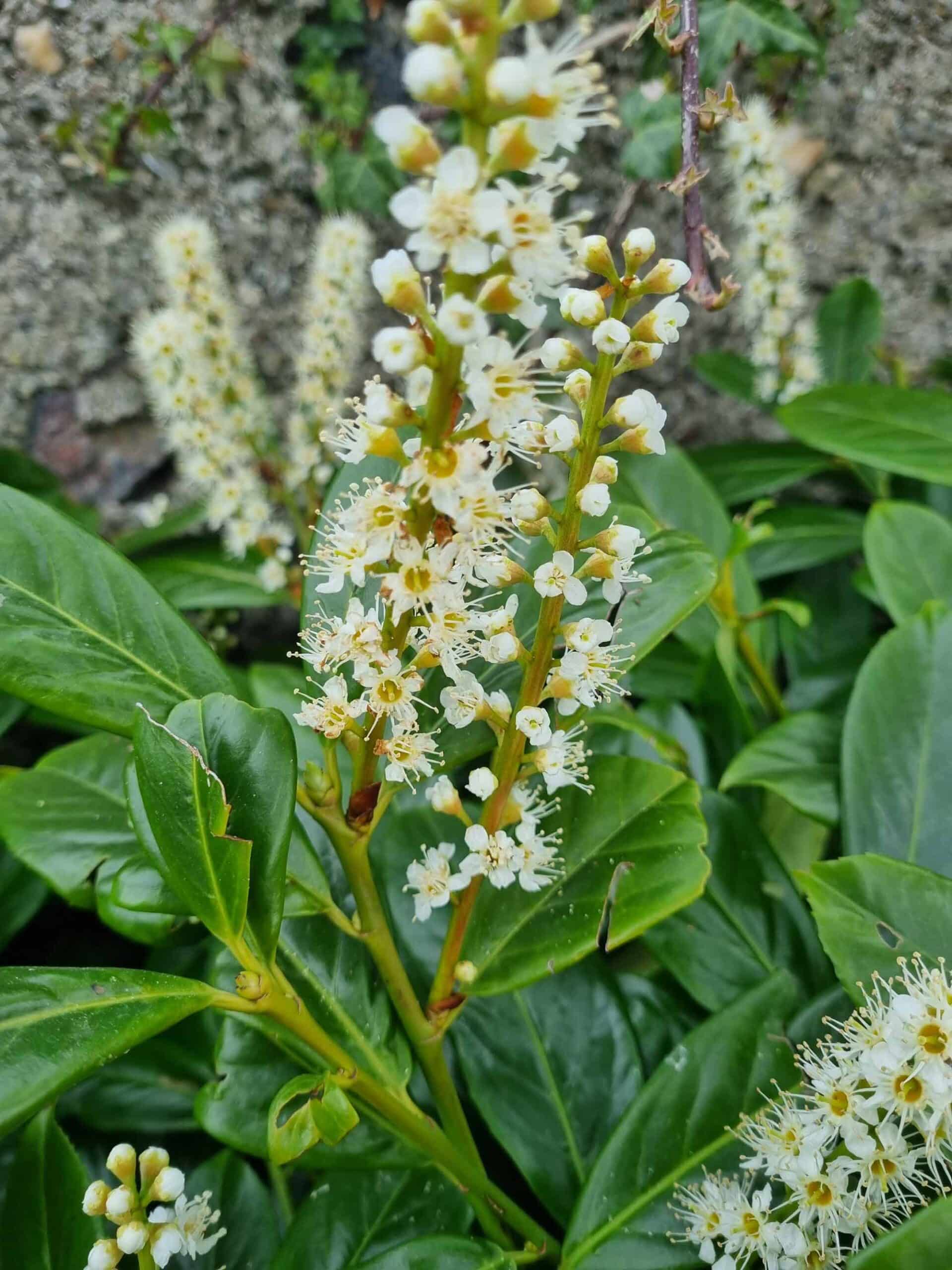 Root-Balled Laurel Hedging (Prunus laurocerasus ‘Rotundifolia’) - Image 4