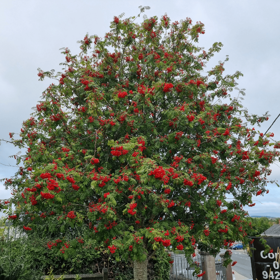 Mountain Ash Tree