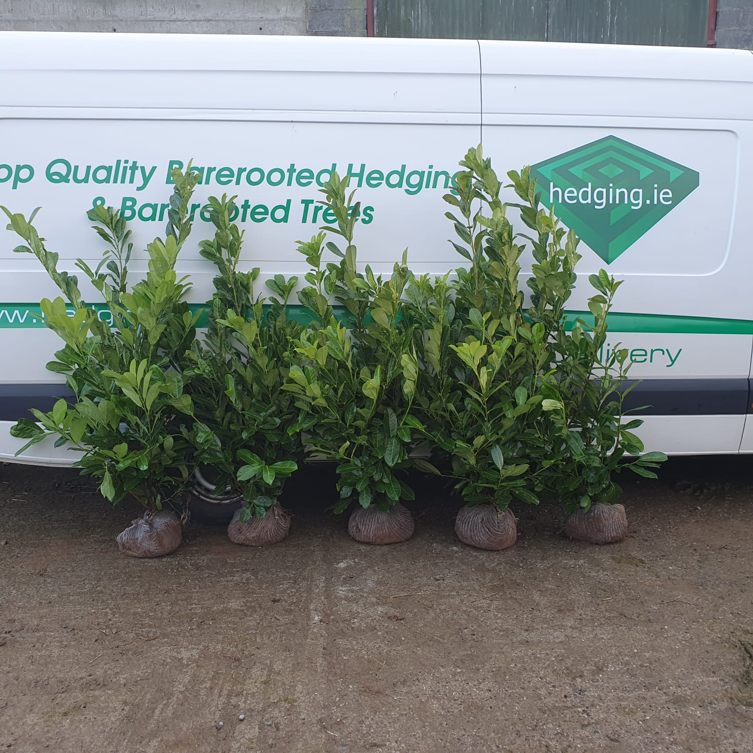bare root laurel hedging