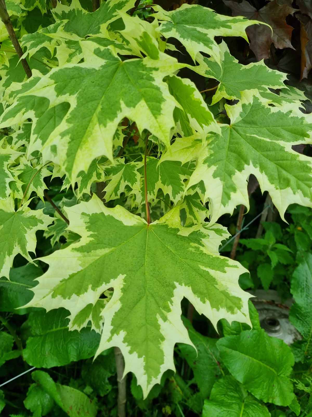 Variegated Maple Trees (Acer Drumundii) - Image 4