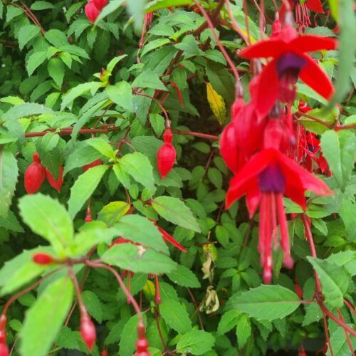 fuchsia 2