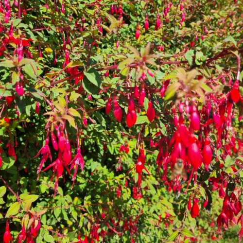 fuchsia hedges