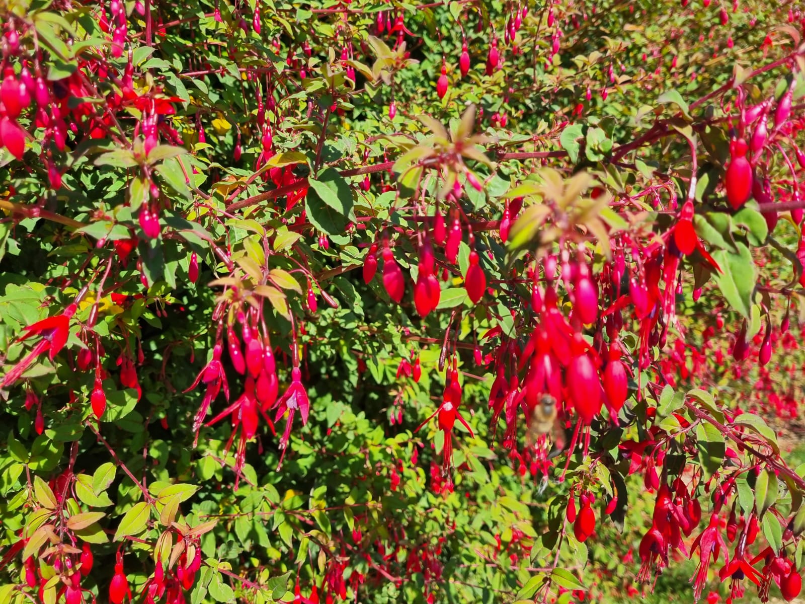 fuchsia hedges