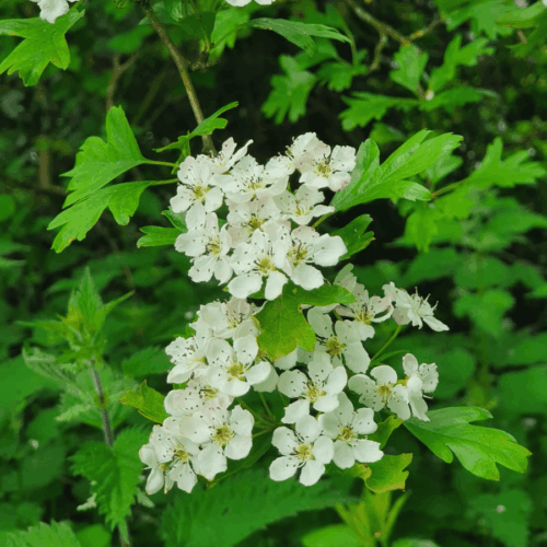 whitethorn hedging 2