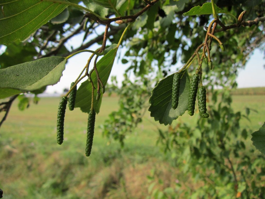 Alder Trees (Alnus Glutinosa) - Image 2