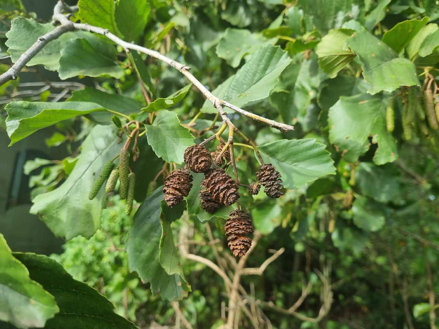 Alder Trees (Alnus Glutinosa) - Image 3