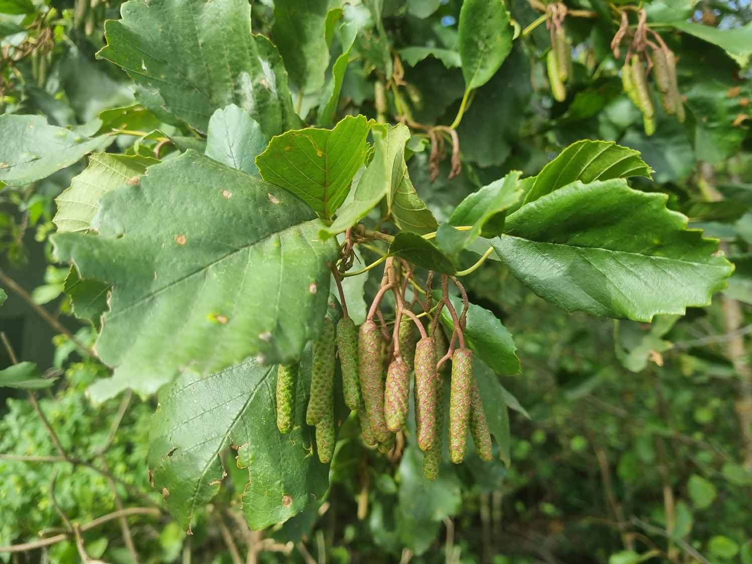 Alder Trees (Alnus Glutinosa) - Image 4