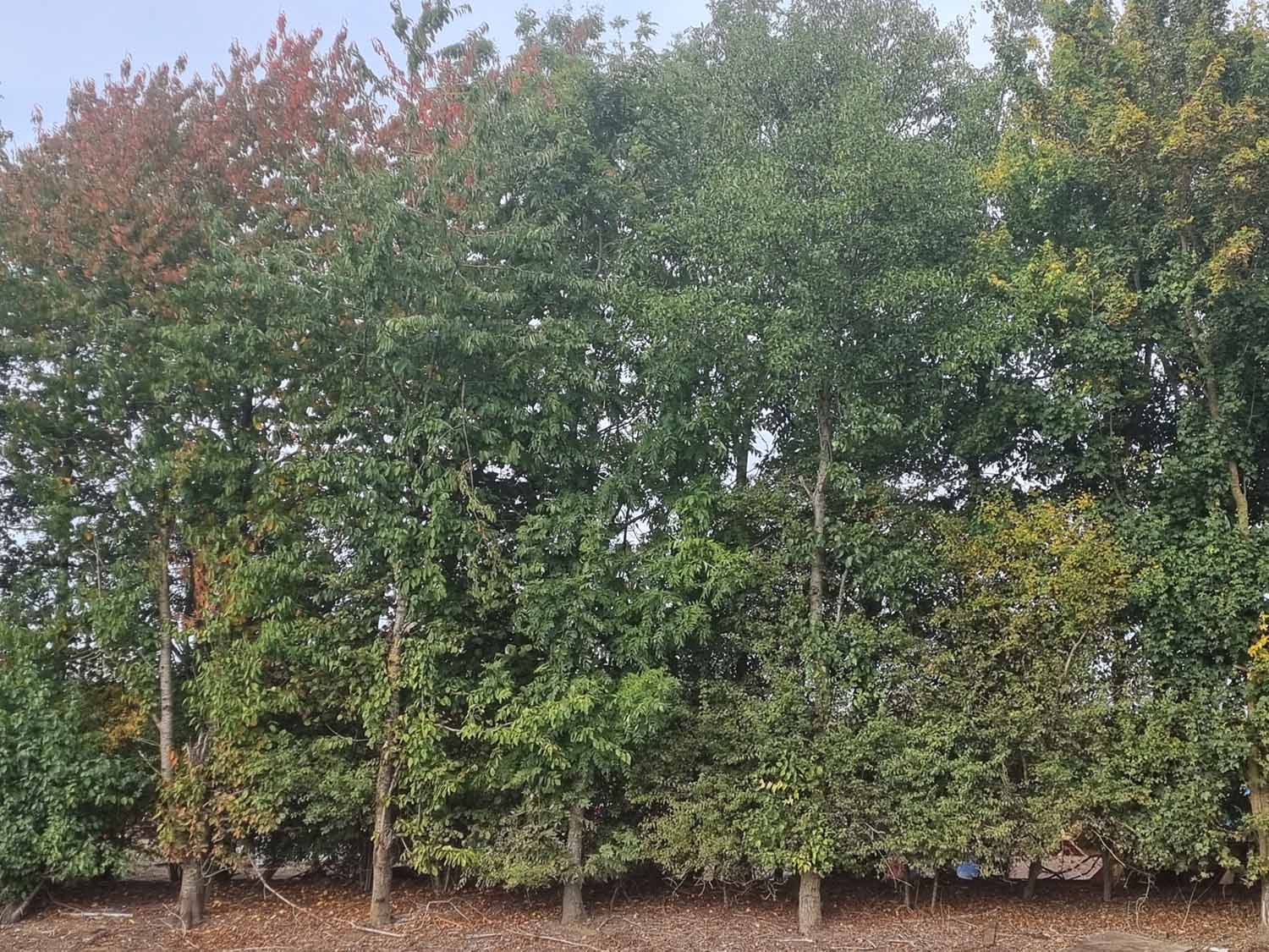 Alder Trees (Alnus Glutinosa) - Image 5
