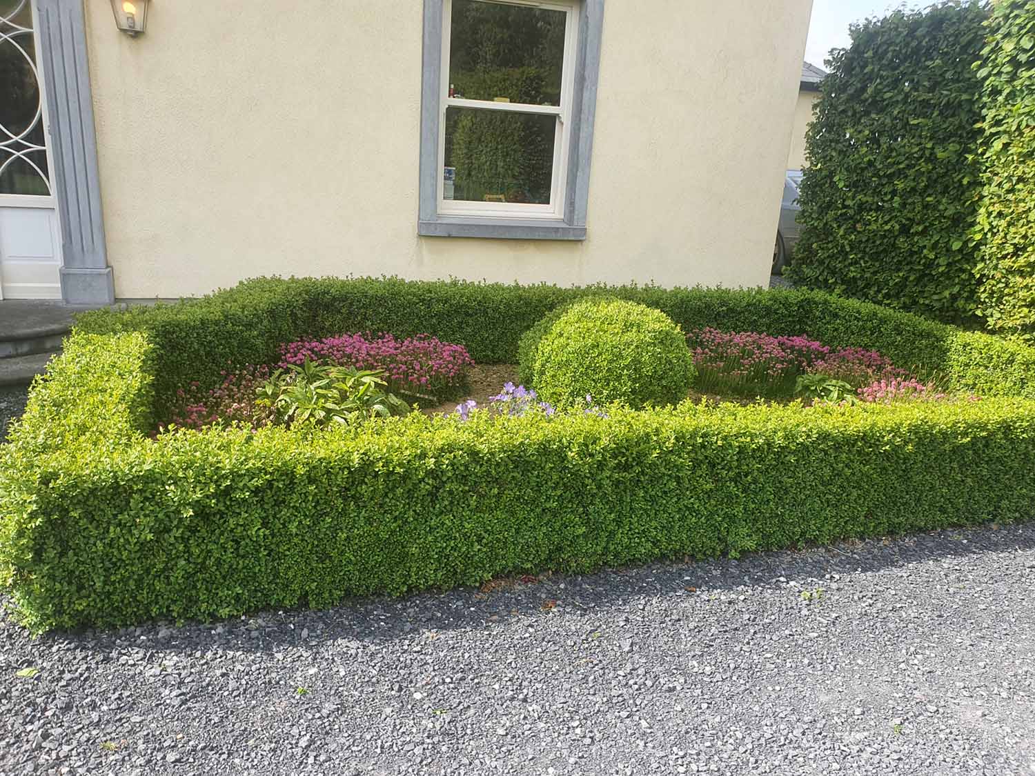 Box Hedges (Buxus Sempervirens) - Image 3