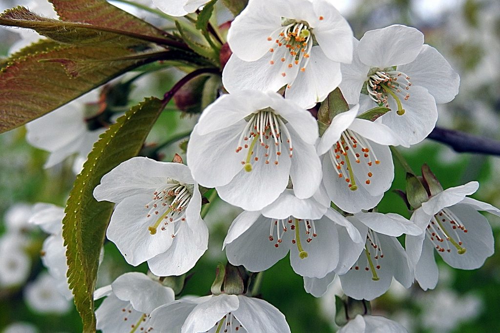 White Flowering Cherry Trees (Prunus Shirotae) - Image 2
