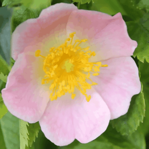 dog rose hedging