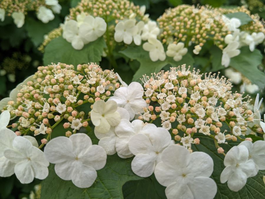 guelder rose hedges