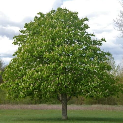 horse chestnut tree