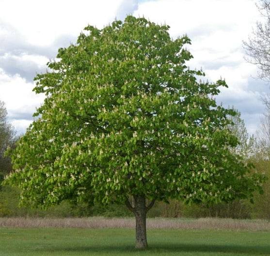 horse chestnut tree