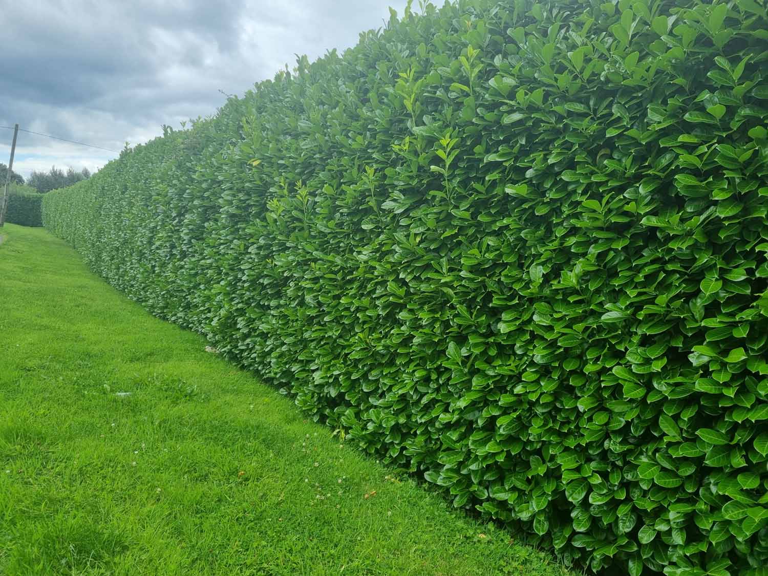 Root-Balled Laurel Hedging (Prunus laurocerasus ‘Rotundifolia’) - Image 3