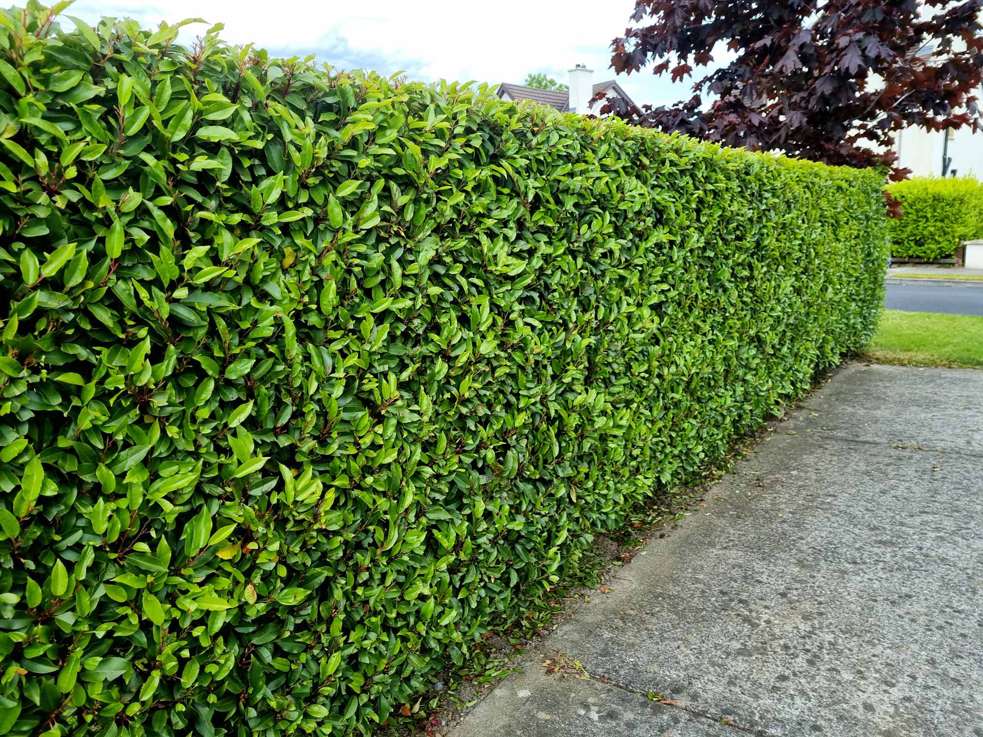 Root-Balled Laurel Hedging (Prunus laurocerasus ‘Rotundifolia’) - Image 2