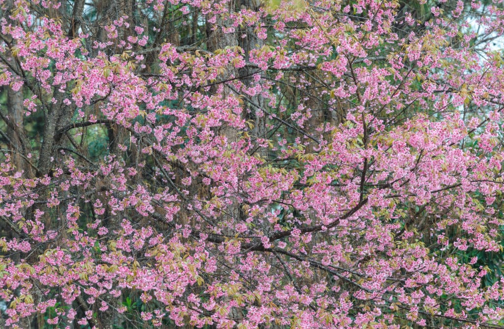 Upright Pink Cherry Trees (Prunus Amanagowa) - Image 2