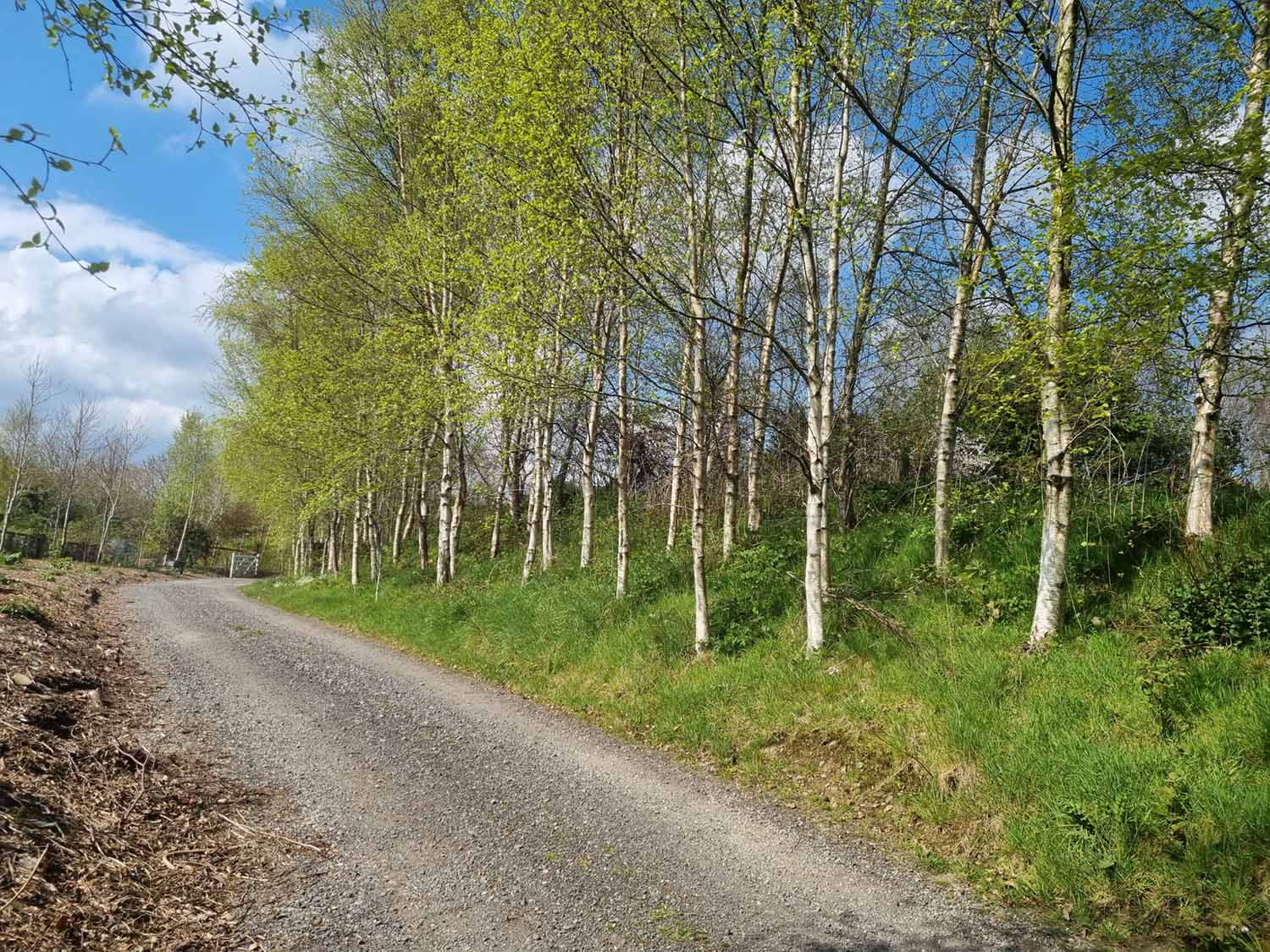 Birch Trees (Betula Pendula) - Image 4