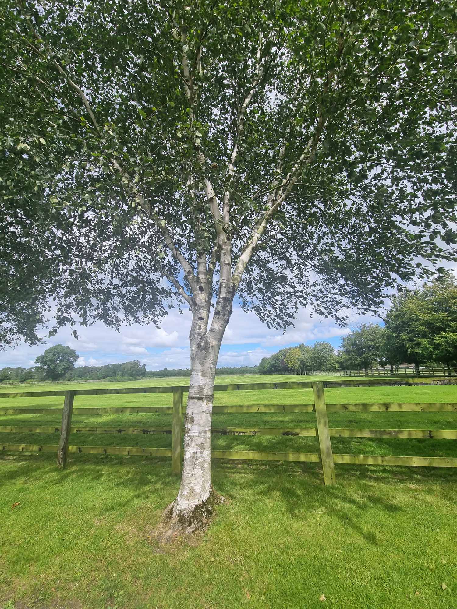 Birch Trees (Betula Pendula) - Image 3