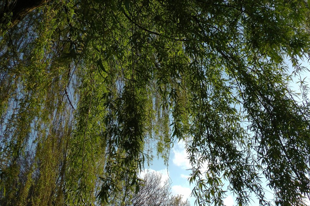Willow (Salix) - Image 2