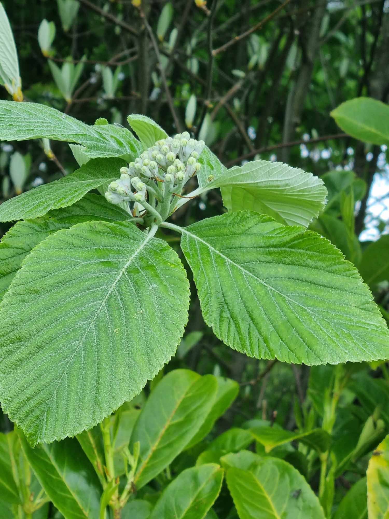 Whitebeam Trees (Sorbus Aria Lutescens) - Image 3
