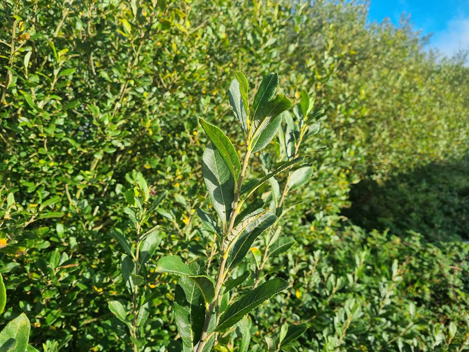 Willow (Salix) - Image 3
